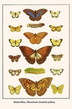 Butterflies, Moorland clouded yellow, by Albertus Seba - Art Print - £17.52 GBP+