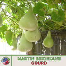 10 Seeds Martin Birdhouse Gourd R API D Germination Heirloom Seeds Quick Garden Fi - £6.73 GBP