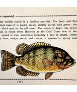Rock Bass 1939 Fresh Water Fish Art Gordon Ertz Color Plate Print PCBG20 - $552.13 MXN