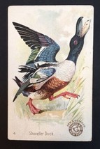 Arm &amp; Hammer Beautiful Birds #4 SHOVELLER DUCK Trading Card Church &amp; Co. - £13.03 GBP