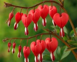 25 Valentine Bleeding Heart Dicentra Spectabilis Shade Flower Seeds - $19.11