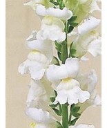 30 Of ANTIRRHINUM GIANT PURE WHITE SNAPDRAGON FLOWER SEEDS - LONG LASTIN... - £7.85 GBP