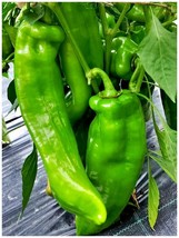 Organic Green Sweet Devil&#39;s Horn Pepper, 30 Seeds - $10.29