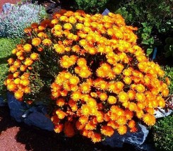 Semilir 20 Seeds Store Lampranthus Aureus Orange Ice Plant Living Stone Succulen - £12.18 GBP