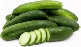 GIB 25 Seeds Easy To Grow Oregon Cucumbers 8"" Long Cucks Vegetables Pickling - £7.19 GBP
