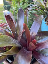 Exotic TROPICAL LANDSCAPE PLANT Pup Bromeliad purple green colorful -unb... - £15.02 GBP