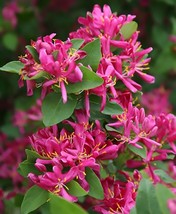 AW Arnold Red Tatarian Honeysuckle Lonicera Tatarica Arnold Red Shrub Se... - $9.30
