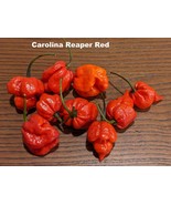 SEED- Hot Pepper Carolina Reaper Hottest Super Hot Pepper in the World- ... - $71.25 MXN+