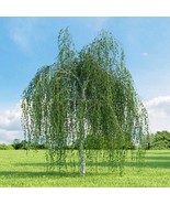 50 Seeds Betula Pendula European White Birch Silver Warty Birch - £15.94 GBP