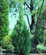 Pencil Point Juniper seeds 50 Pcs - $245.26 MXN
