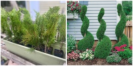 3 Emerald Green Arborvitae Shrubs - 12-18&quot; Tall Live Plants - 2.5&quot; Pots - H0 - £84.72 GBP