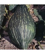 Squash Green Hubbard Garden Heirloom Vegetable 100 Seeds - €11,29 EUR