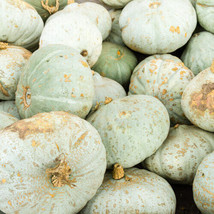 PPA 25+ Sweet Meat Squash Seeds For Garden Planting - USA  - £5.50 GBP