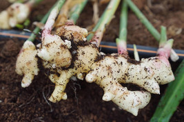 Perennial ginger, 100 seeds - $12.19