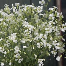 USA SELLER 40 Saponaria White Beauty Seeds Fast Shipping - £8.95 GBP