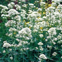 SR12Store Jupiter&#39;S Beard Centranthus Ruber Coccineus White50 Seeds US Product - $8.62