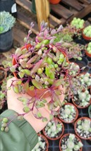 String of Rubies Othonna Capensis Ruby Necklace Trailing Succulent in 2&quot;... - $203.69 MXN