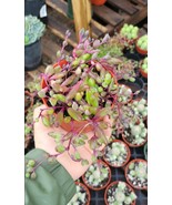 String of Rubies Othonna Capensis Ruby Necklace Trailing Succulent in 2&quot;... - $15.09 CAD