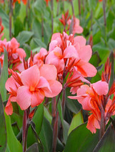 Canna Lily Seeds Pink &amp; Redish Orange Blooms With Green Leaves Garden Beautiful  - £8.60 GBP