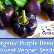 New Organic Purple Pepper Seeds 15 Purple Beauty Sweet Bell Pepper Seeds... - £8.18 GBP