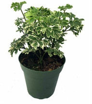 2.5&quot; Pot Polyscias Fruticosa Variegated Japanese Ming Aralia Tree Live Plant  - £36.16 GBP