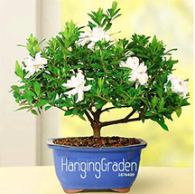 100 Seeds Seedsia Plant Cape Jasmine Potted Bonsai Amazing Smell &amp; Flowers For R - $8.08