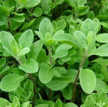 Fresh Seeds Marjoram Seeds 1000 Herb Perrenial Sweet Spice - £3.23 GBP