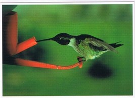 Postcard Animal Bird Ruby Throated Hummingbird - £3.94 GBP