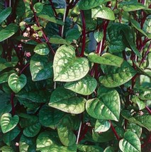 300 Seeds Red Malabar Spinach Seeds MồNg Tơi Đỏ Basella Alba USA SELLER - $25.98