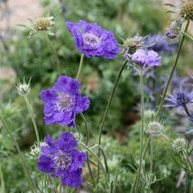 20 Seeds Fama Blue Scabiosa Flower Seeds - £11.98 GBP