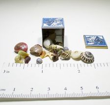 Blue Willow Tin of Tiny Seashells Dollhouse Miniatures by Beth #st1-2 - £20.84 GBP