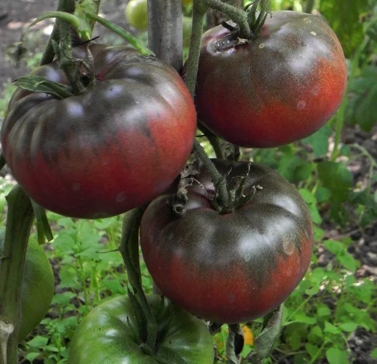 RAFH 60 Black Krim Tomato SeedsRare Heirloom Variety Sizes Heirloom Seeds - $8.64