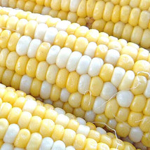 Peaches &amp; Cream Corn Seeds 25-2500 Seeds Bicolor Sweet Non-Gmo USA Selle... - $7.98