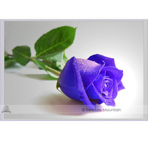 New Fresh Purple European Rose Seeds - $4.74