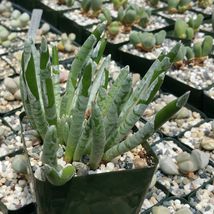 Live Plant Senecio scaposus Cactus Cacti Succulent Real  - $51.99