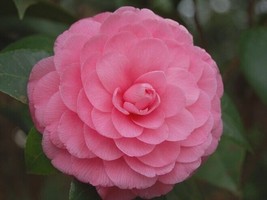 VP ( 1 ) - Pink Perfection Camellia Japonica - Starter Plant ( 4L )( 1 Live Plan - £20.18 GBP