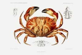 14362.Decoration Poster print.Room wall art.Crab illustration.Seafood kitchen - £12.94 GBP+