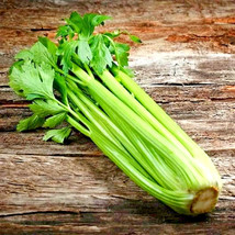 Bloomys 1000 Seeds Tall Celery Spring Garden Vegetable Hardy Tasty Heirl... - £7.37 GBP
