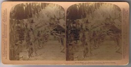 Underwood Stereoview Card Hawaiian Islands Heart Of Banana Plantation 1901 - $5.52