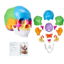 VEVOR Human Skull Model, 22 Parts Human Skull Anatomy, Life-Size Painted Anatomy - £114.55 GBP