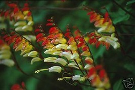 US Seller Mina Lobata Exotic Love Vine Seeds New Fresh Seeds - £14.11 GBP