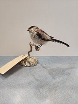 J171 Long Tailed Tit (Aegithalos caudatus) Bird Mount Taxidermy - £130.27 GBP