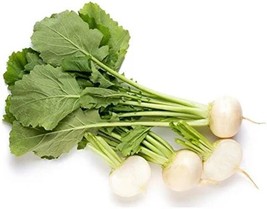 Shogoin Turnip Seeds Japanese Turnip Greens Root Vegetable Heirloom 500 ... - $8.00
