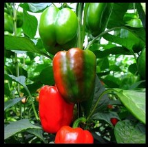 California Wonder Bell Pepper 20 Red Green Heirloom Large Sweet Bulk Seeds - $168.00 MXN
