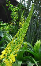 ROOIWORTEL bulbine natalensis rare exotic medicinal succulent flowering 20 seeds - £7.04 GBP
