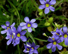 100 Seeds Western Blueeyed Grass Perennial New Fast Shipping - $148.29 MXN