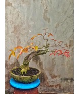 Bonsai Ficus Bonut real pick  - $350.00