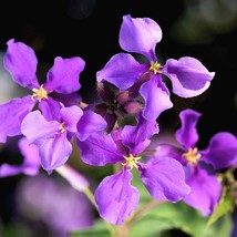 Best Seeds 500 Purple February Orchid Violet Cress Orychophragmus Violaceus 2&quot; F - £11.13 GBP