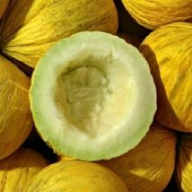 Fresh Golden Beauty Casaba Melon Seeds 25+ Yellow Fruit  - $4.00