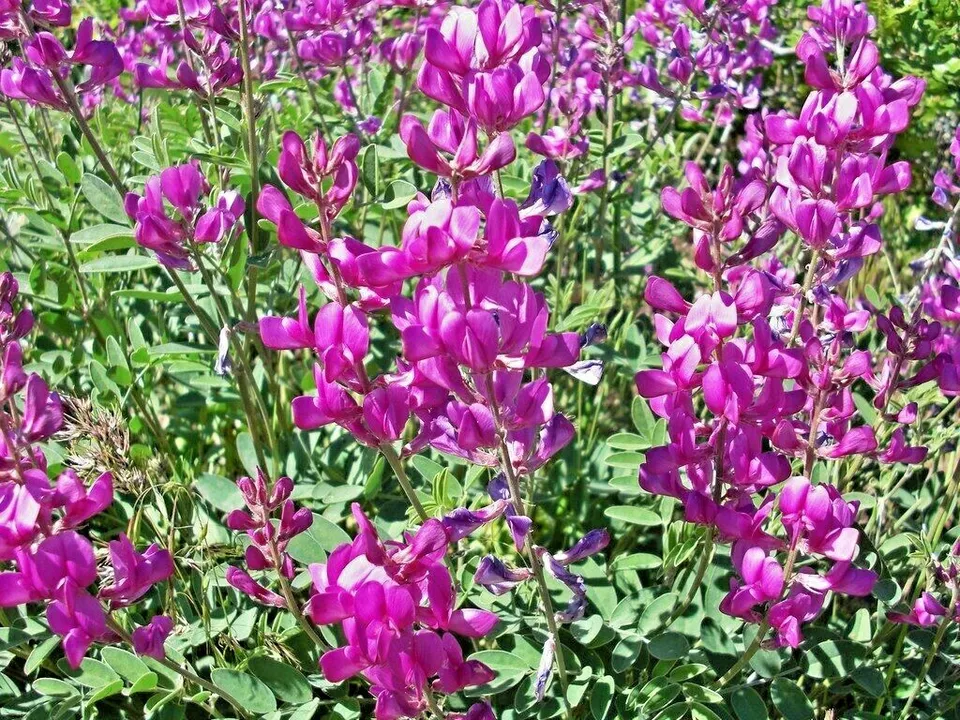 50 Lavender UTAH Northern SWEETVETCH Flower Seeds Native - $3.59